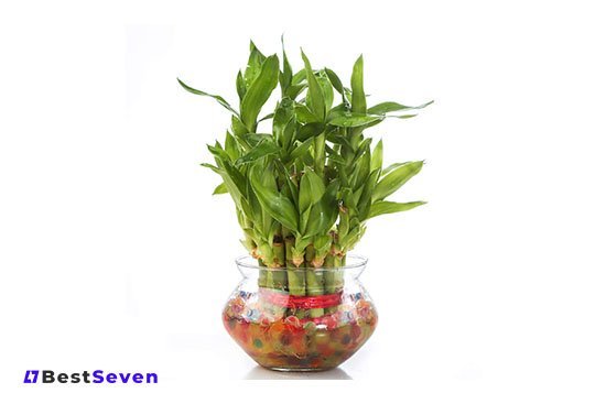 Nurturing Green Lucky Bamboo Two Layer Round Glass Pot