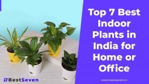 Best Indoor Plants in India for Home or Office