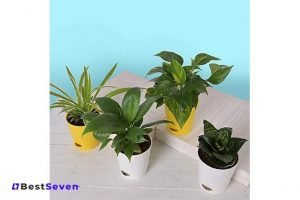 Ugaoo Indoor Air Purifier Plants​